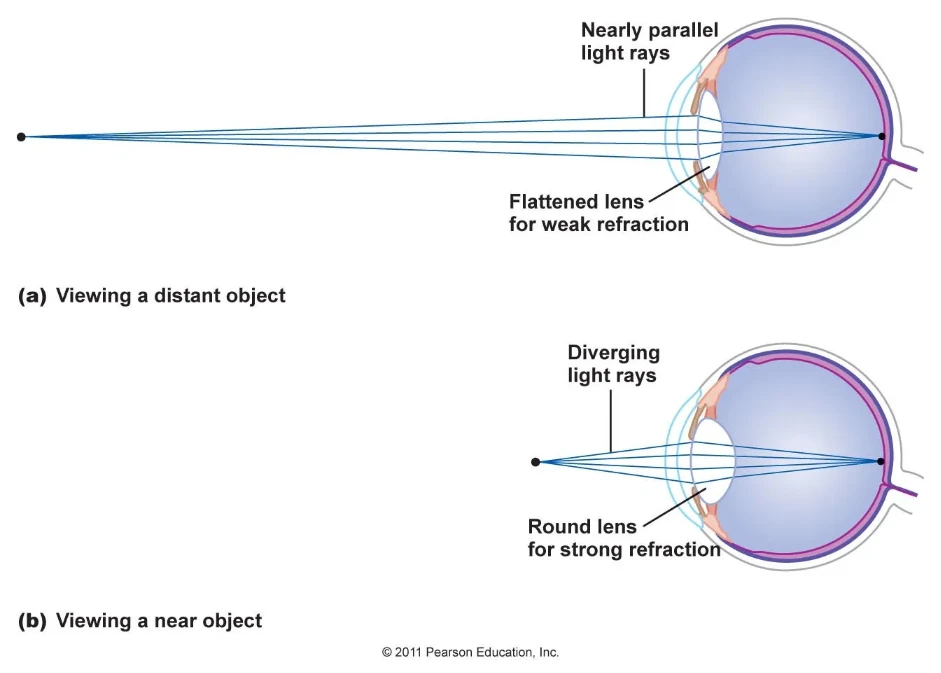 Parallel light rays entering a camera lens from a distant subject